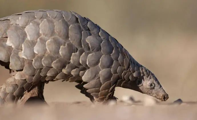 我國&ldquo;十四五&rdquo;將加強(qiáng)野生動(dòng)植物保護(hù)