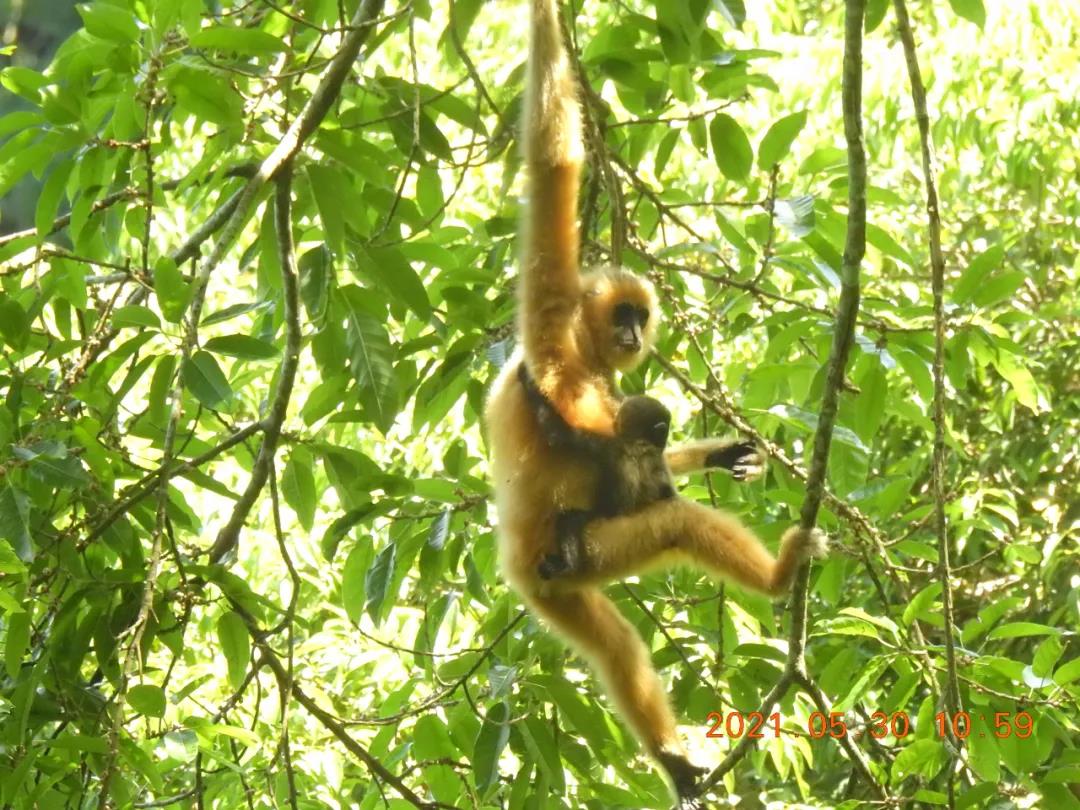 保護(hù)生物多樣性的&ldquo;中國案例&rdquo;獲多國生態(tài)專家點(diǎn)贊