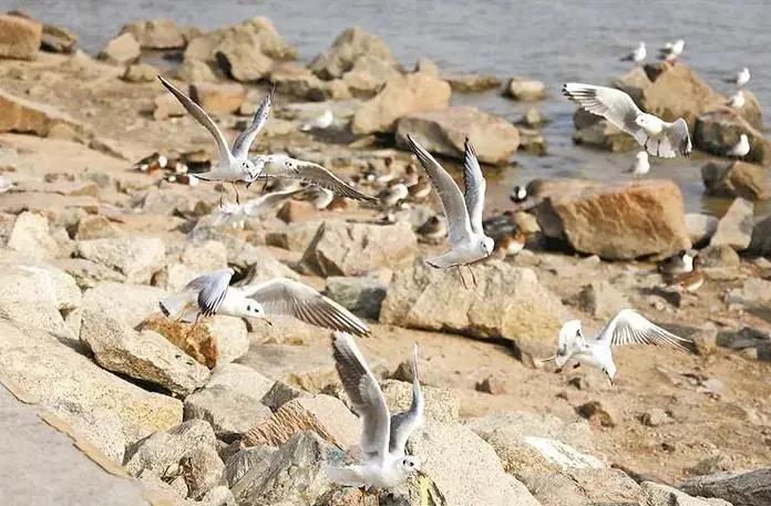 深圳迎來(lái)觀鳥賞魚最佳季節(jié)！