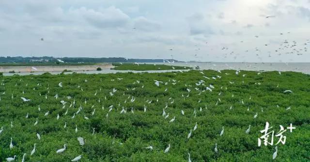 珍稀鳥類云集，湛江紅樹林成&ldquo;鳥的天堂&rdquo;