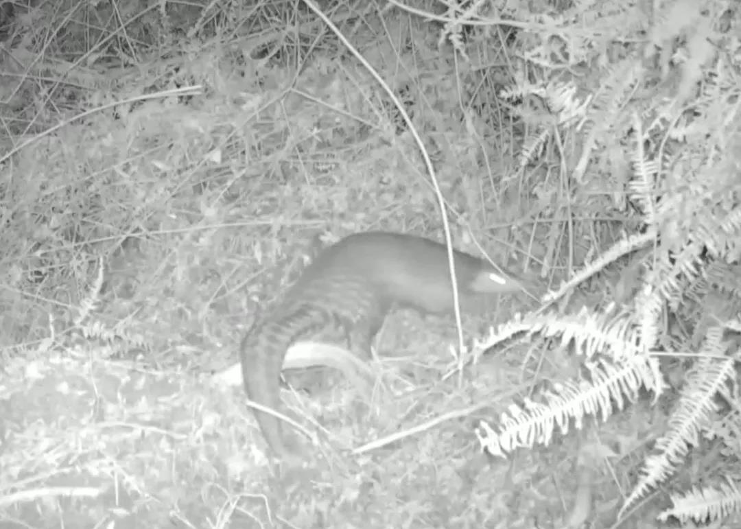 近20年來(lái)首次！河源新港保護(hù)區(qū)發(fā)現(xiàn)中華穿山甲