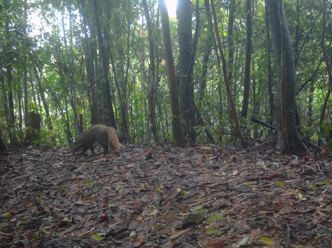廣東樂昌楊東山十二度水保護(hù)區(qū)頻現(xiàn)&ldquo;珍稀瀕危野生動(dòng)物&rdquo;