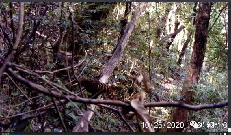 多圖曝光！多種珍稀野生動物現(xiàn)身連山筆架山