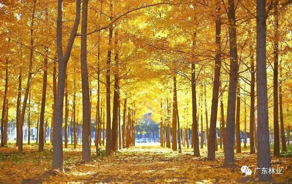 名單出爐！廣東公布省十大樣板鎮(zhèn)村林場(chǎng)