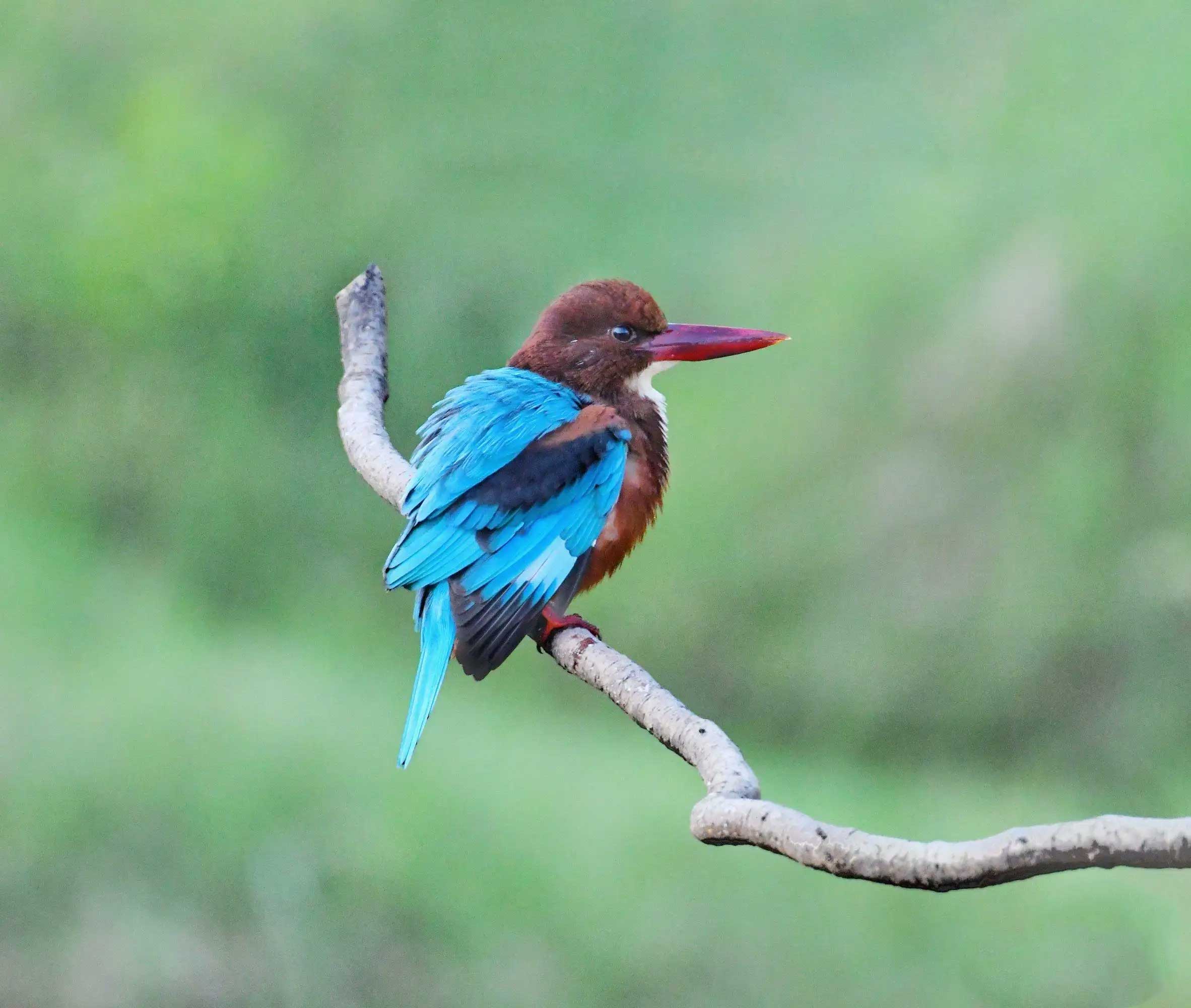 澳盾身邊的自然觀察&mdash;&mdash;白胸翡翠