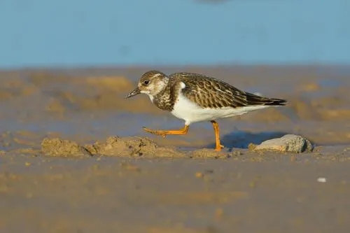 澳盾身邊的自然觀察&mdash;&mdash;鸻（h&eacute;ng）鷸(y&ugrave;)類(lèi)混群