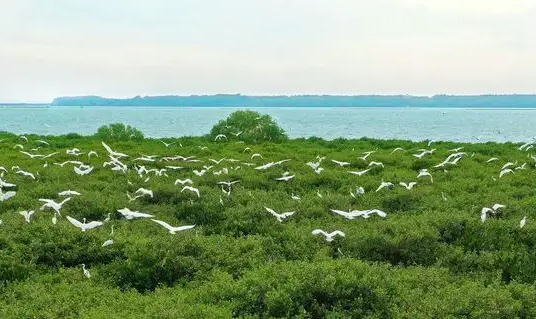 與"海上森林"共居：湛江紅樹(shù)林和渡頭村的相依相伴