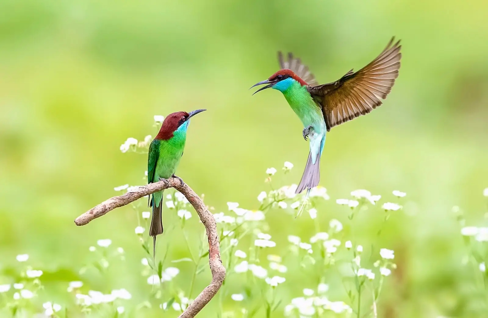 澳盾身邊的自然觀察&mdash;&mdash;繁殖季的藍(lán)喉蜂虎