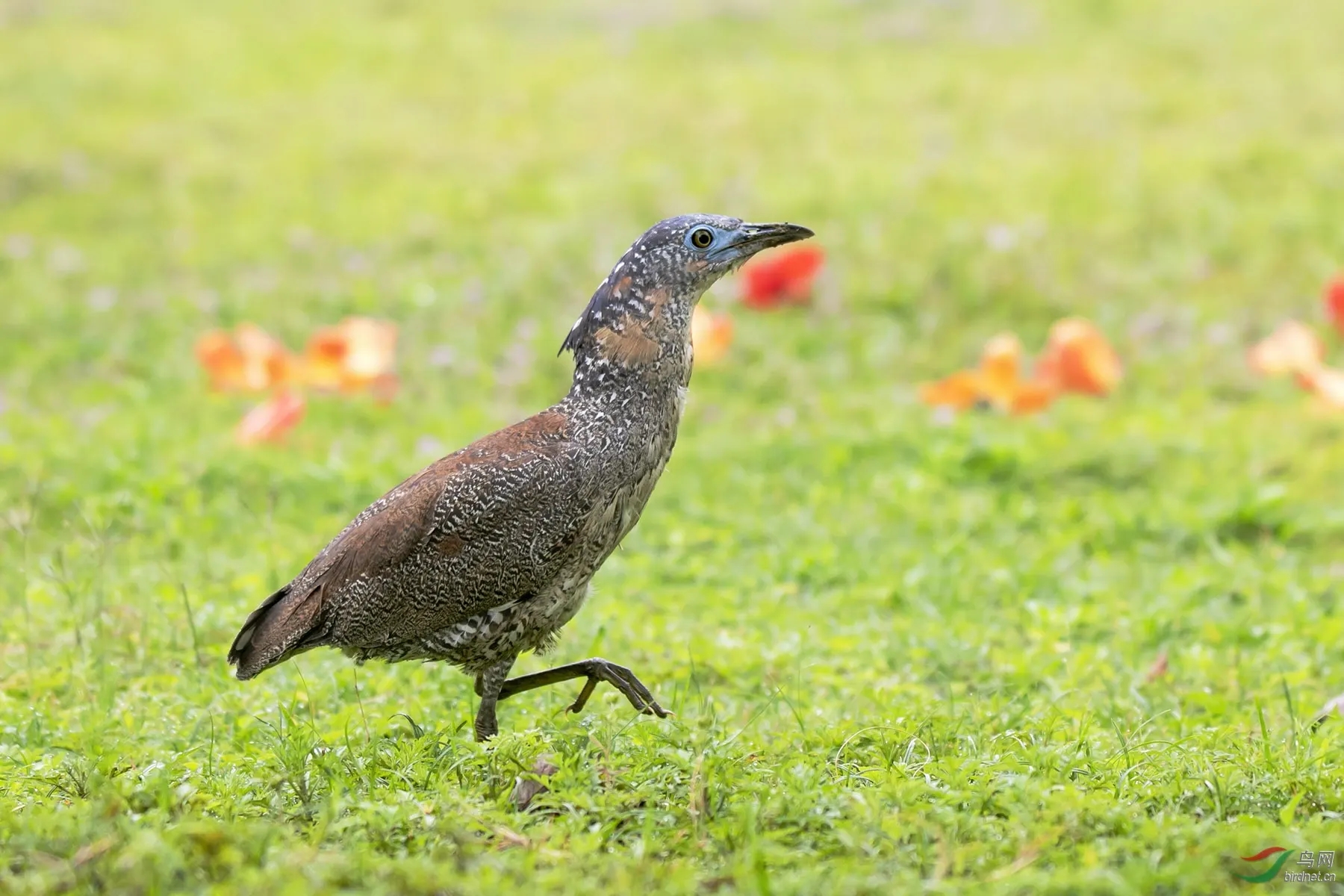 來頭不??！肇慶首次發(fā)現(xiàn)黑冠鳽！