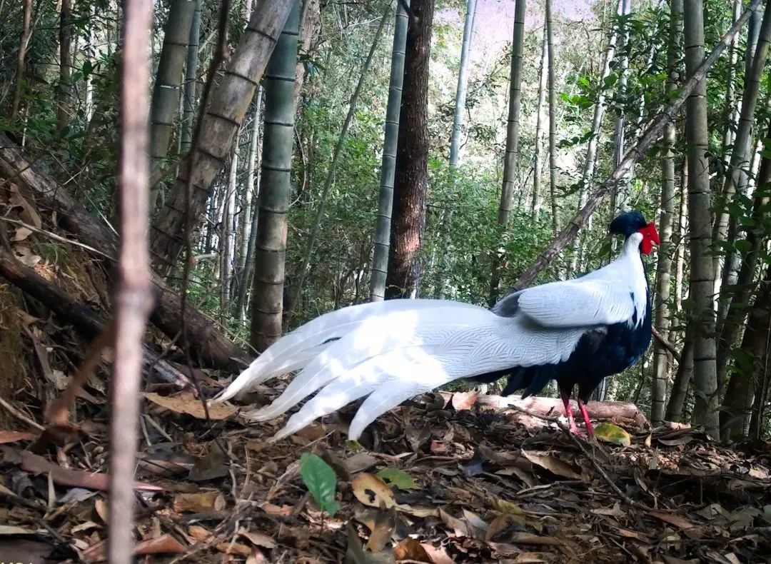 太驚艷了！河源&ldquo;林中仙子&rdquo;登上央視，霸屏近2分鐘......
