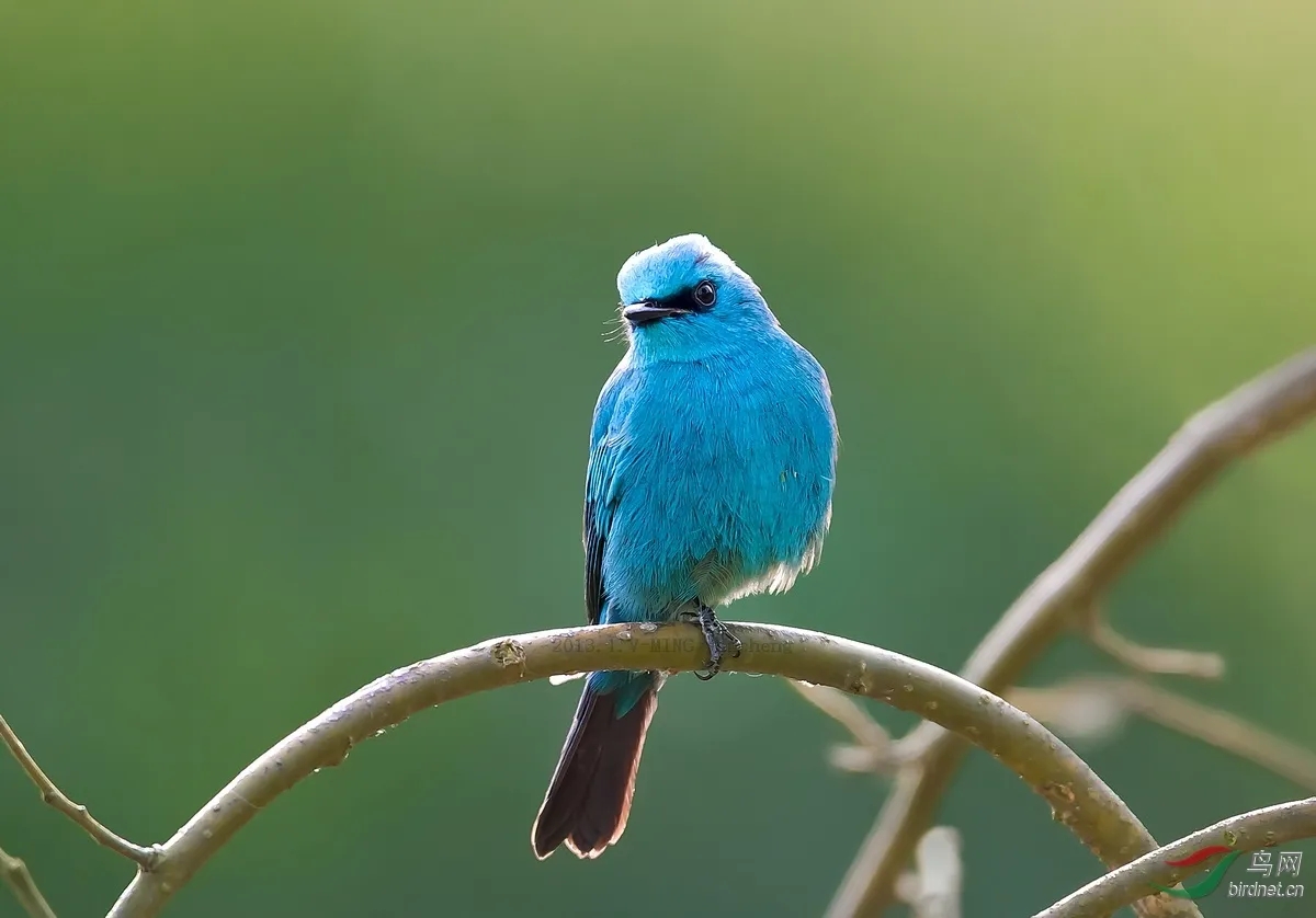 澳盾身邊的自然觀察&mdash;&mdash;銅藍鹟（wēng）
