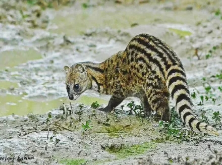 珍貴影像曝光！珠海淇澳島小靈貓首次&ldquo;帶娃&rdquo;亮相！