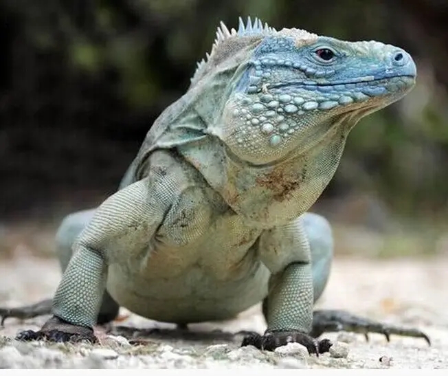 10余年后再現(xiàn)身！云浮發(fā)現(xiàn)國家二級(jí)保護(hù)動(dòng)物長鬣蜥