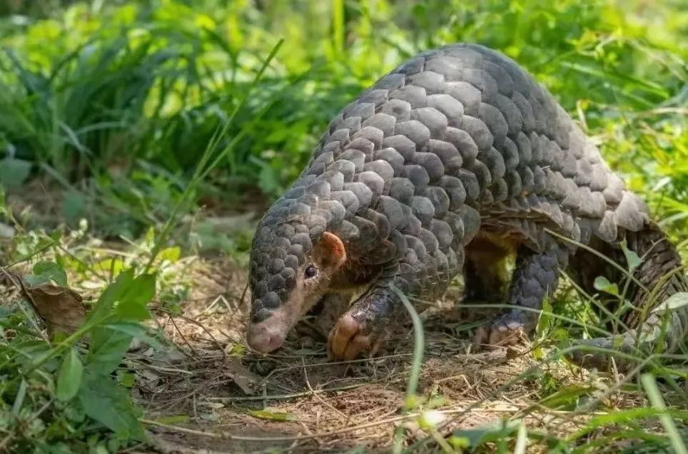 國家一級(jí)保護(hù)野生動(dòng)物再現(xiàn)茂名！內(nèi)有珍貴視頻，快來看！