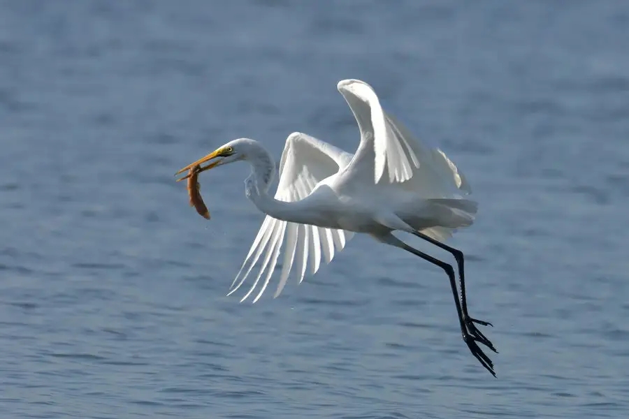 惠州鹽洲島：紅樹林里，萬千鷺鳥歸巢