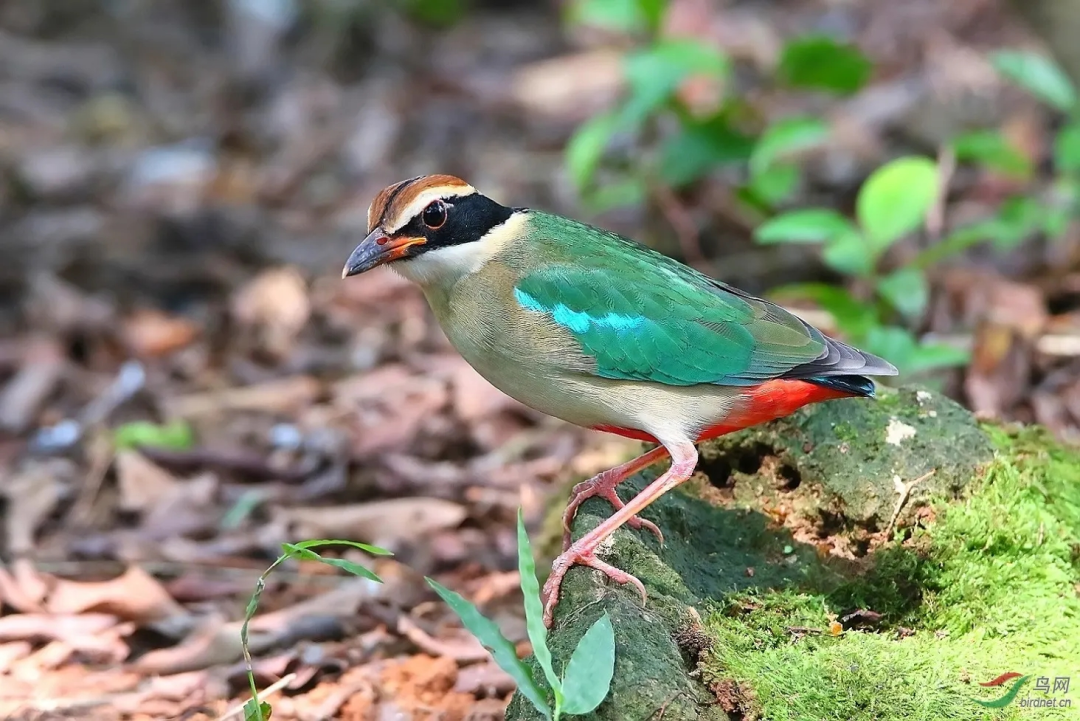 &ldquo;鳥中仙女&rdquo;現(xiàn)身！廣東這里首次發(fā)現(xiàn)