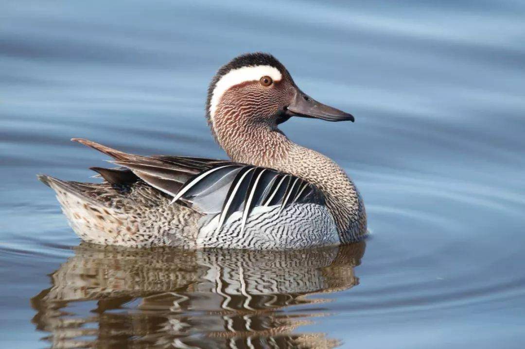 澳盾身邊的自然觀察&mdash;&mdash;白眉鴨