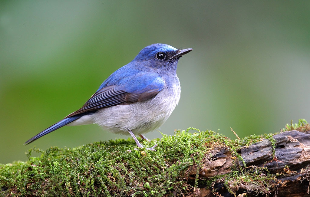 澳盾身邊的自然觀察&mdash;&mdash;海南藍(lán)仙鹟