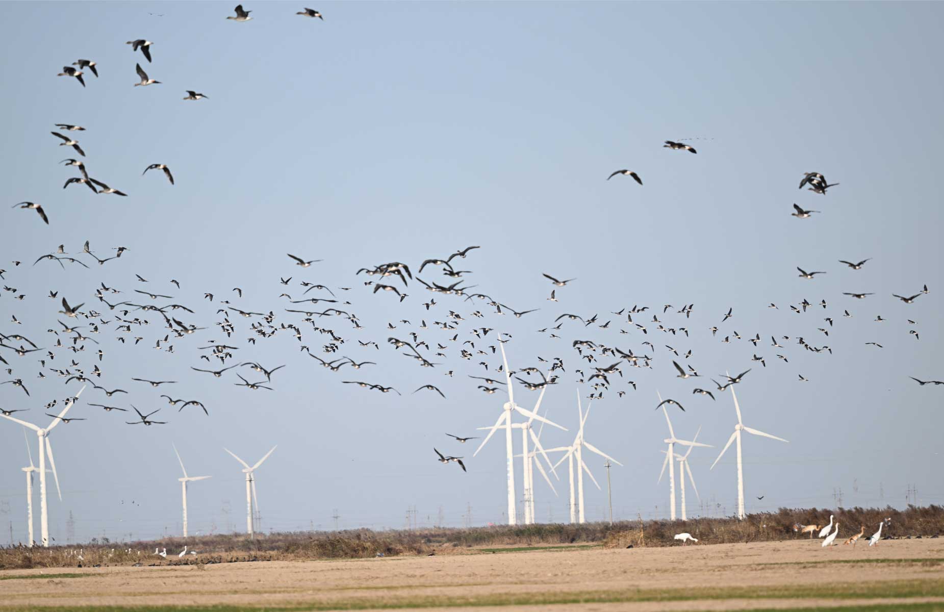 澳盾身邊的自然觀察&mdash;&mdash;雁陣