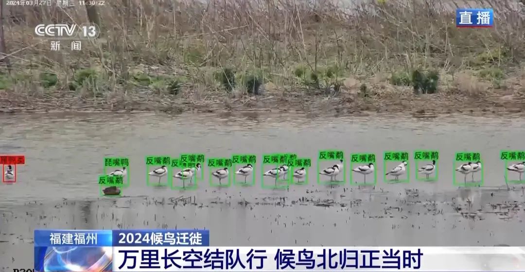 候鳥北歸正當(dāng)時(shí) 保護(hù)濕地裝上&ldquo;鳥臉識(shí)別&rdquo;